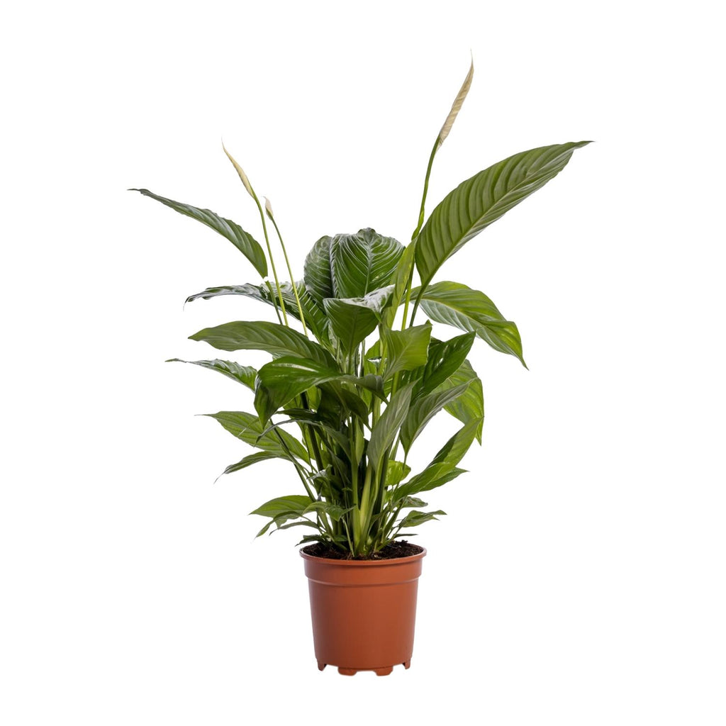 Spathiphyllum Bingo Cupido (peace lily) – Ø19 cm, 80 cm high