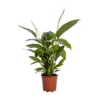 Spathiphyllum Bingo Cupido (peace lily) – Ø19 cm, 80 cm high