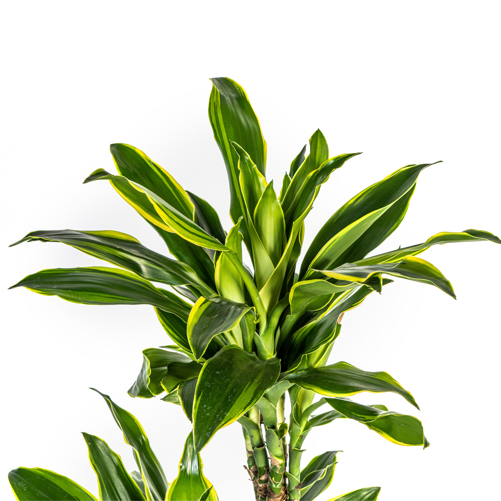 Dracaena fragrans Golden Coast (Drachenbaum) mit Korb – Ø 24 cm, 130–150 cm hoch