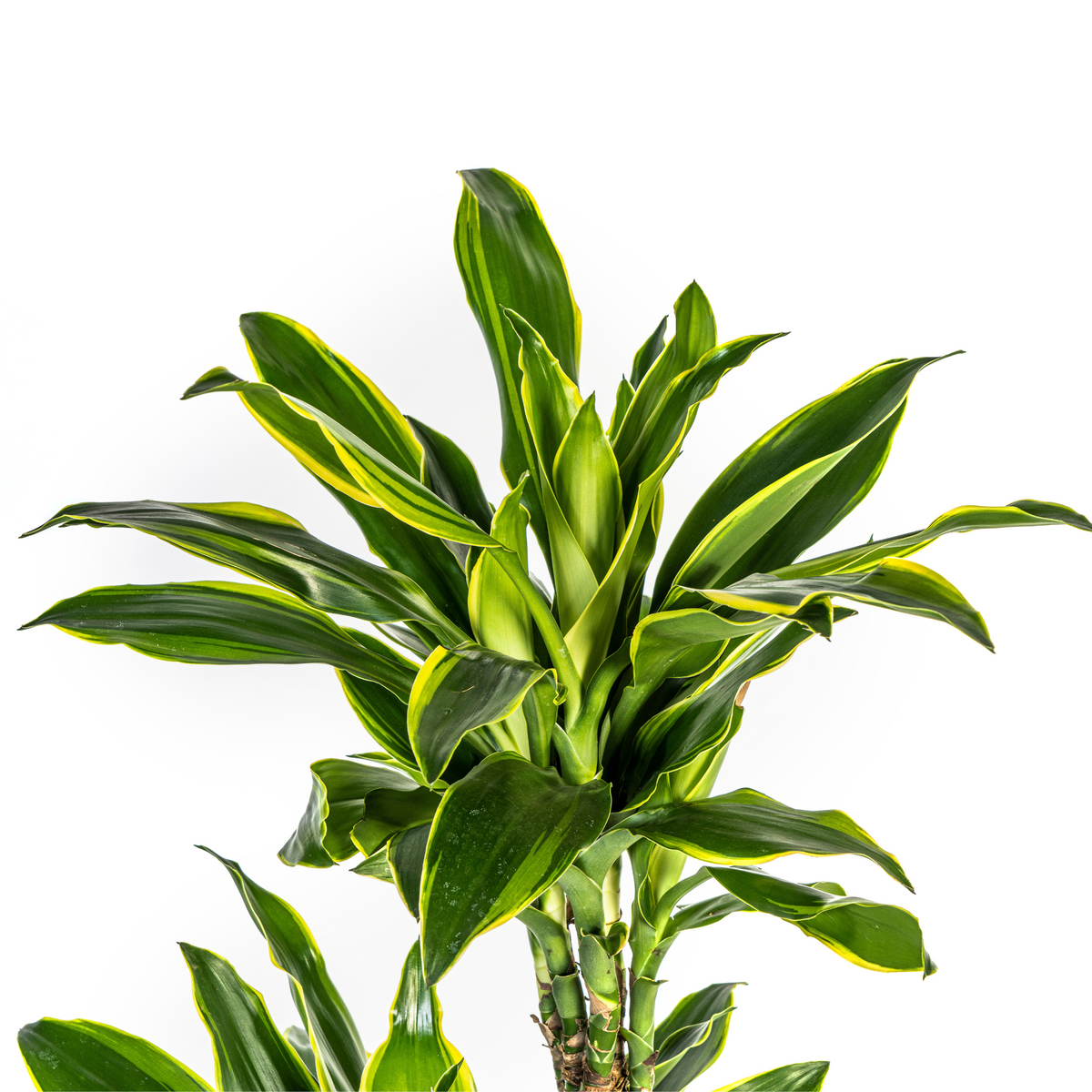Dracaena fragrans Golden Coast (Drachenbaum) mit Korb – Ø 24 cm, 130–150 cm hoch