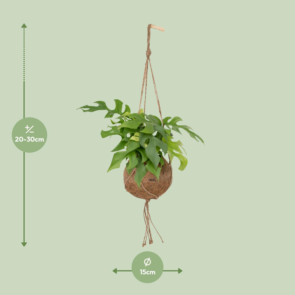 Monstera Minima Hängepflanze (Mini-Monstera) als Kokodama (Kokosfaserball) – Ø 15 cm, 25 cm hoch – Bild 6