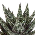 Mélange Gasteria/Haworthia – Ø9 cm, 18 cm de haut