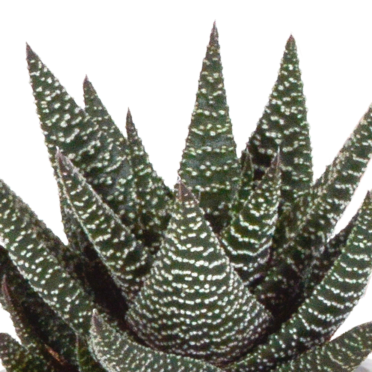 Mélange Gasteria/Haworthia – Ø9 cm, 18 cm de haut
