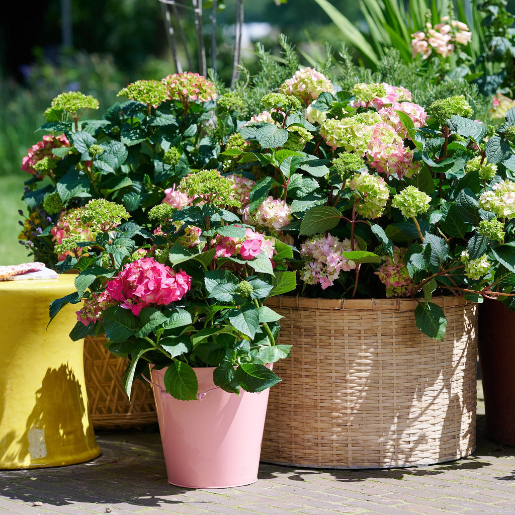 Hydrangea 'Endless Summer The Original Pink' (Hortensie) – rosa – Ø 14 cm, 20–25 cm hoch – Bild 5