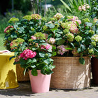 Hydrangea 'Endless Summer The Original Pink' (Hortensie) – rosa – Ø 14 cm, 20–25 cm hoch