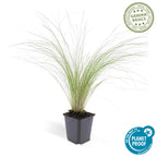 Stipa tenuissima 'Ponytails' (feather grass) – 12 plants, Ø9 cm, 10–25 cm high
