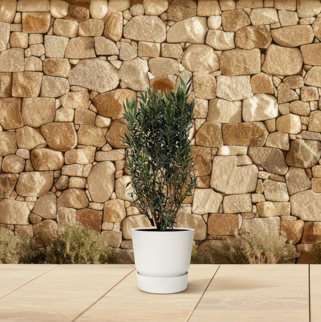 Nerium 'Oleander' – Ø40 cm, 180 cm high – photo 4
