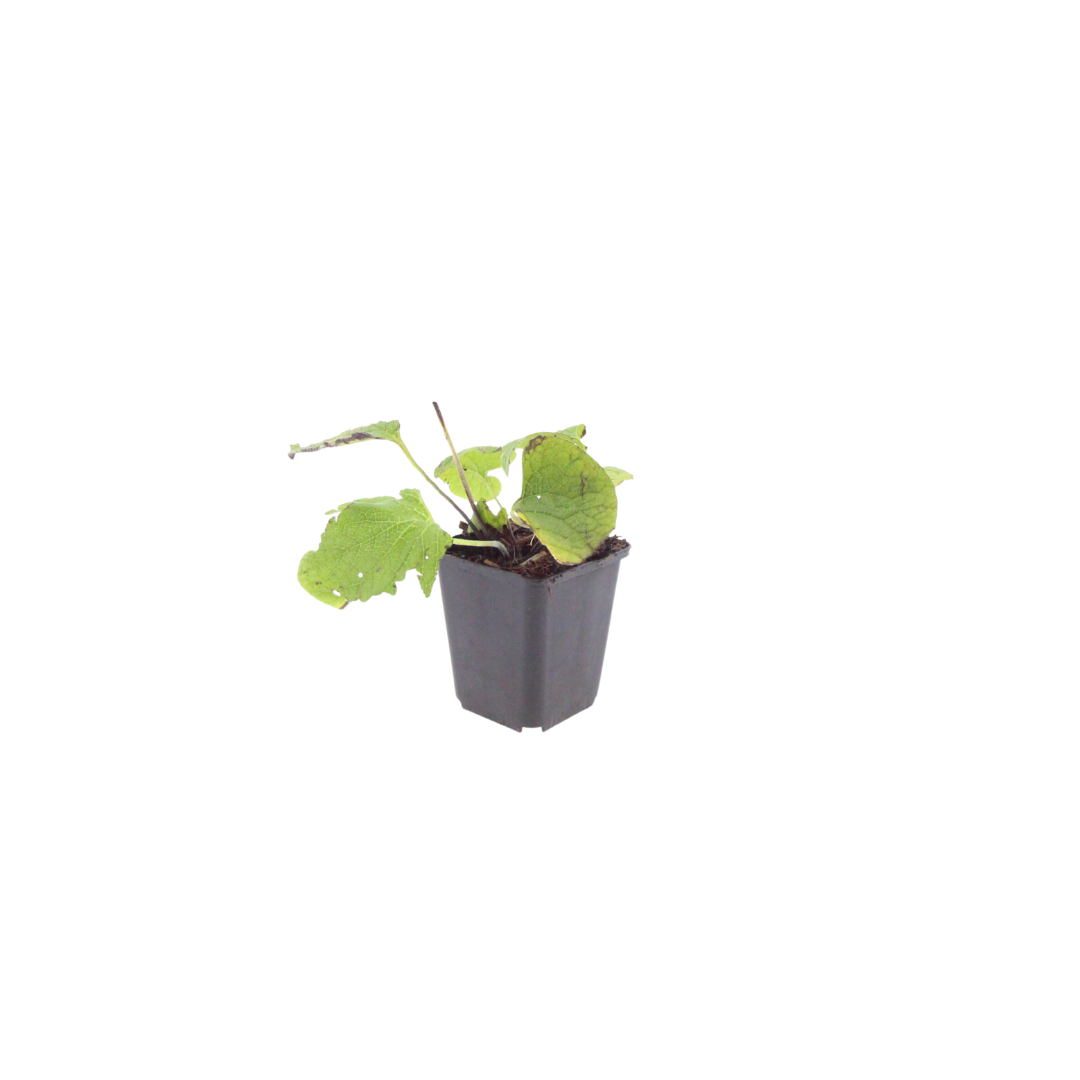 Brunnera macrophylla (Kaukasische vergeet-mij-niet) – 24 planten, Ø9 cm, 10–25 cm hoog