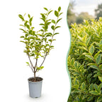 Ligustrum ovalifolium 'Aureum' (variegated privet) – 40 plants, Ø9 cm, 35–45 cm high