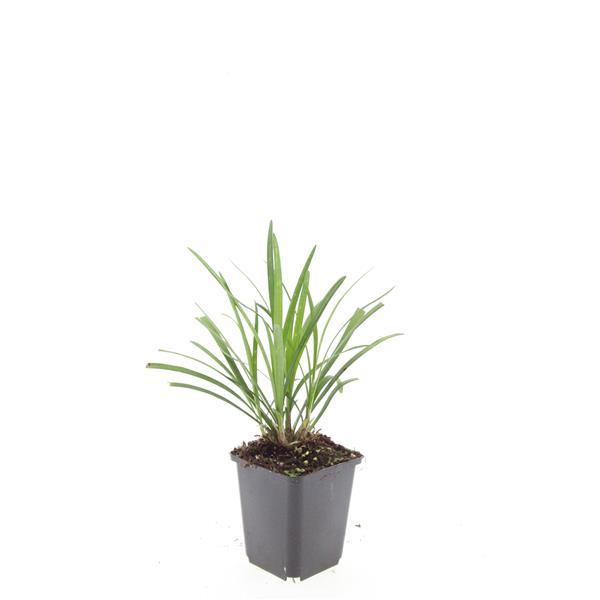 Liriope muscari 'Ingwersen' (Liliengras) – 48 Pflanzen, Ø 9 cm, 10–25 cm hoch