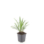 Liriope muscari 'Ingwersen' (Liliengras) – 48 Pflanzen, Ø 9 cm, 10–25 cm hoch