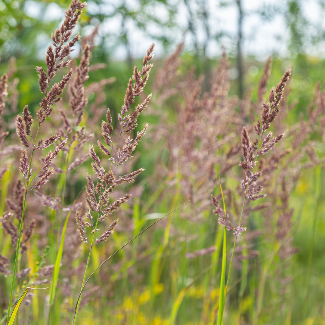 Calamagrostis brachytricha (struisriet) – 6 planten, Ø9 cm, 10–25 cm hoog