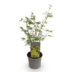 Acer palmatum 'Emerald Lace' (Japanse esdoorn) – Ø12 cm, 35 cm hoog