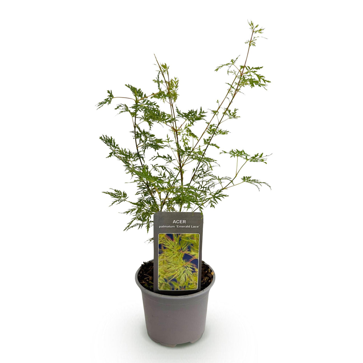 Acer palmatum 'Emerald Lace' (Japanse esdoorn) – Ø12 cm, 35 cm hoog