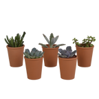 Vetplanten in terracotta pot – Ø6 cm, 13 cm hoog