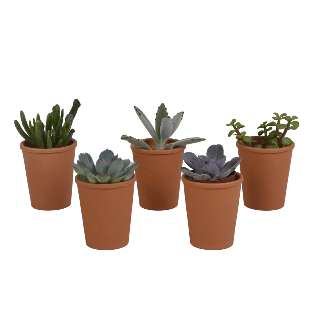 Vetplanten in terracotta pot – Ø6 cm, 13 cm hoog