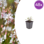 Gaura l. 'Whirling Butterflies' (gaura) – 48 plants, Ø9 cm, 10–25 cm de haut