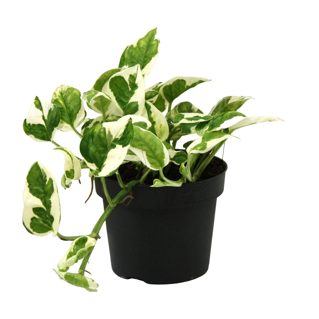 Epipremnum (scindapsus) – Ø12 cm, 15 cm de haut