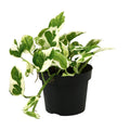 Epipremnum (scindapsus) – Ø12 cm, 15 cm de haut