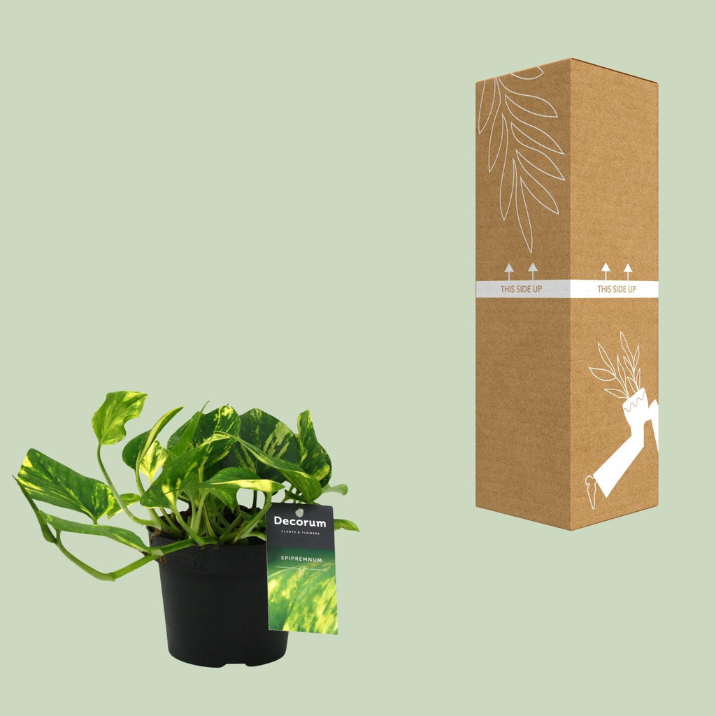 Epipremnum (scindapsus) – Ø12 cm, 25 cm hoch – n'joy gold