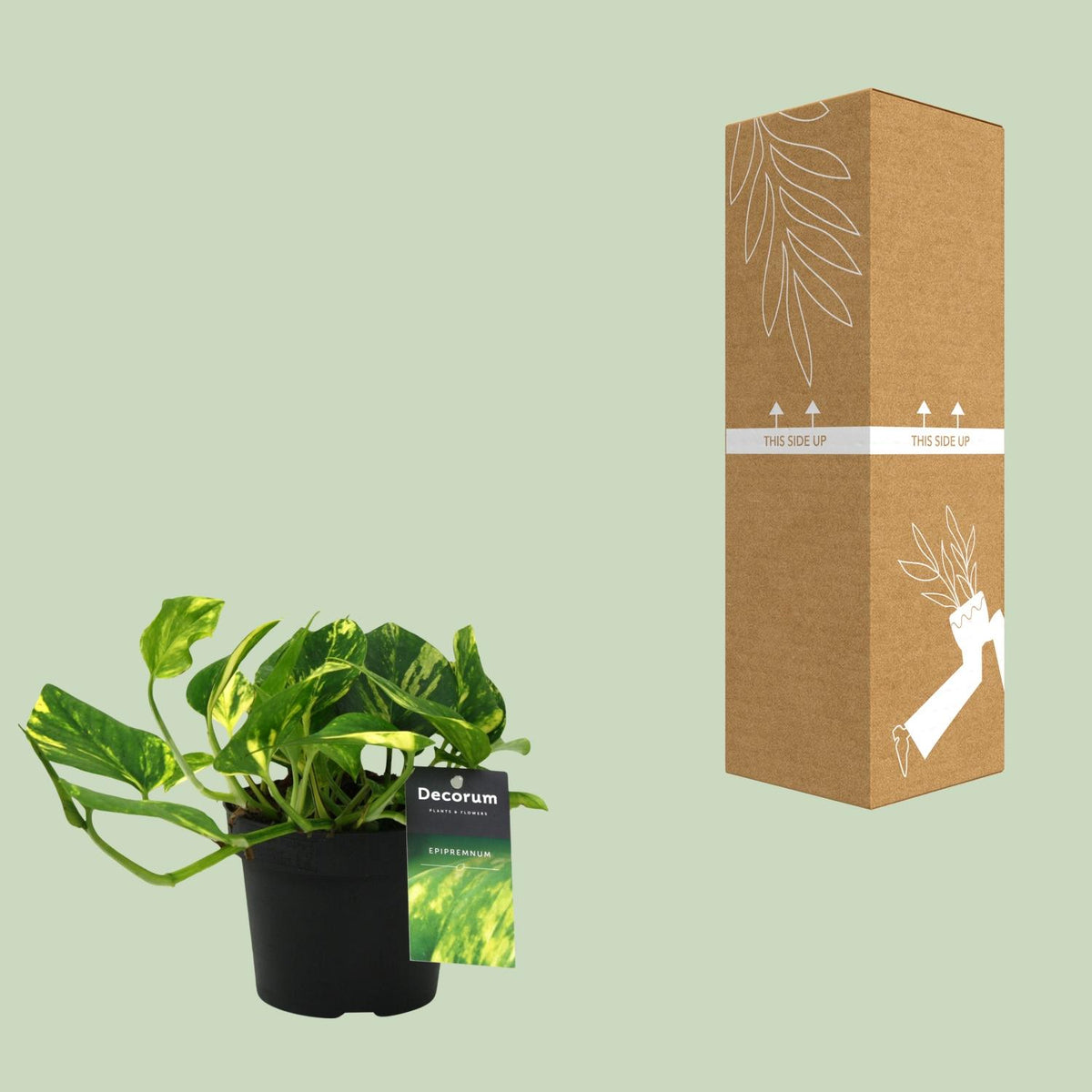 Epipremnum (scindapsus) – Ø12 cm, 25 cm hoog – n'joy gold