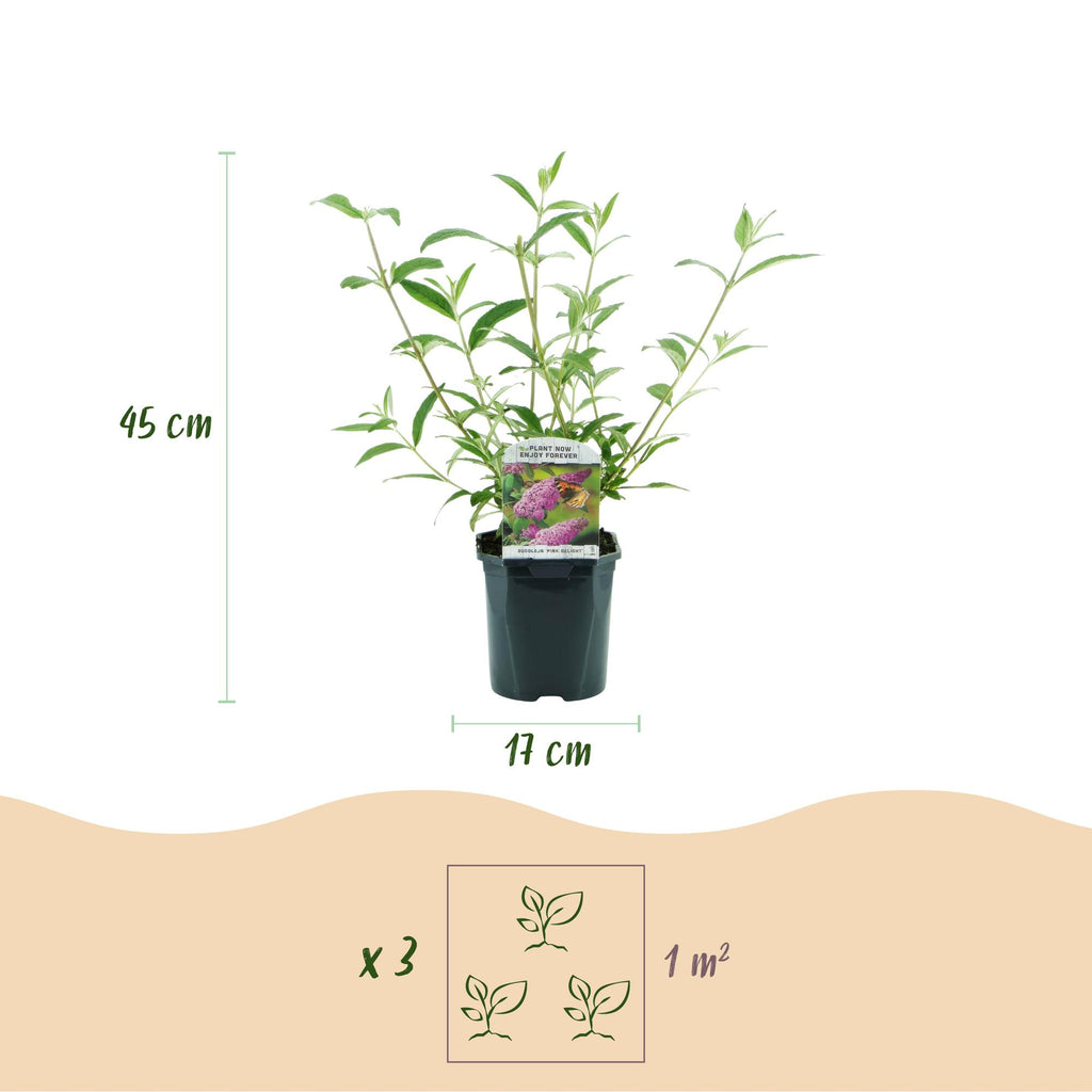 Buddleja davidii 'Pink Delight' (vlinderstruik) – roze – Ø17 cm, 45 cm hoog