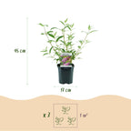 Buddleja davidii 'Pink Delight' (vlinderstruik) – roze – Ø17 cm, 45 cm hoog