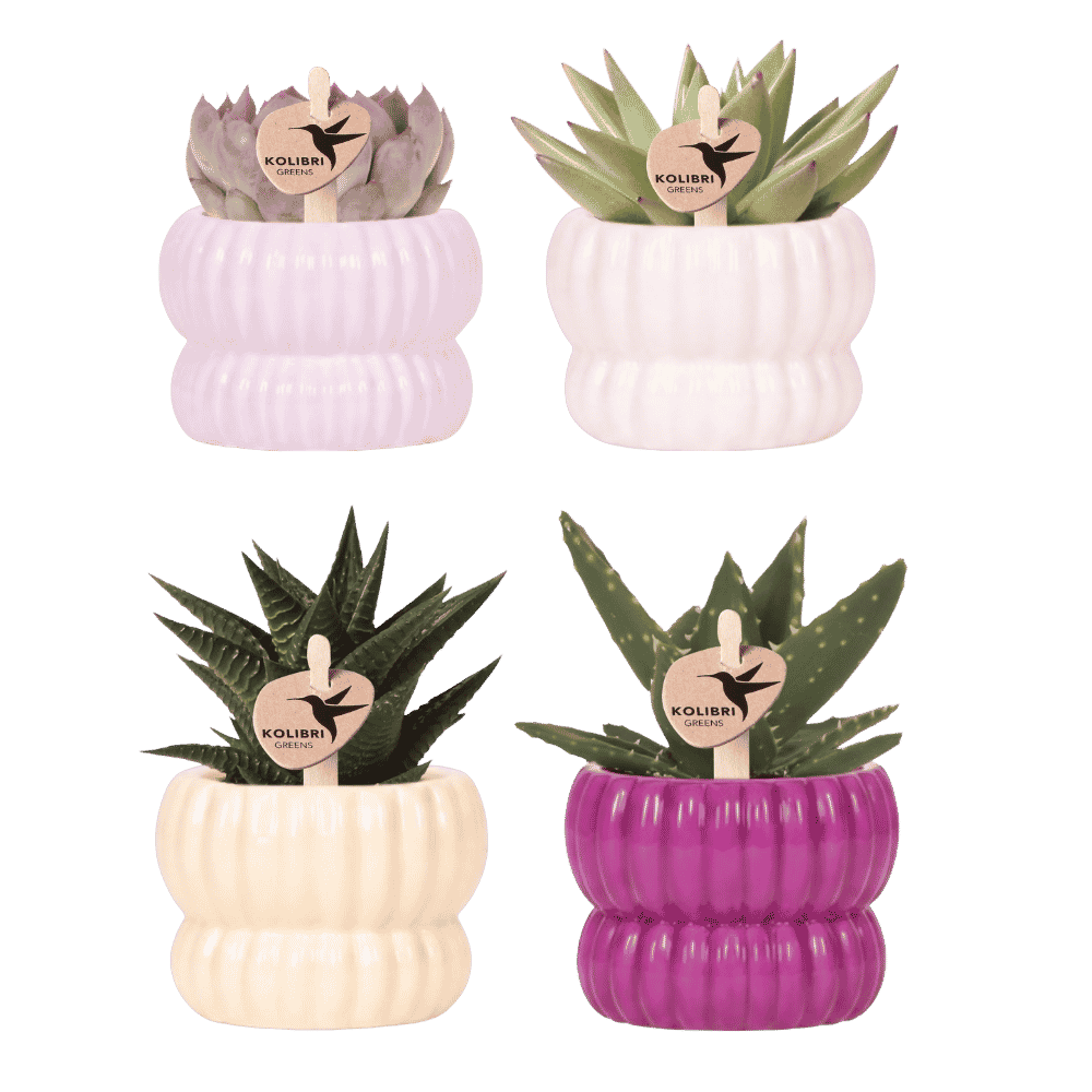 Set de plantes Horizon Mix – Ø6 cm, 7 cm de haut