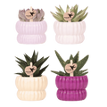 Set de plantes Horizon Mix – Ø6 cm, 7 cm de haut