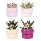 Set de plantes Horizon Mix – Ø6 cm, 7 cm de haut
