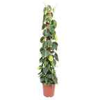 Philodendron scandens Brasil – Ø27 cm, 150 cm hoog