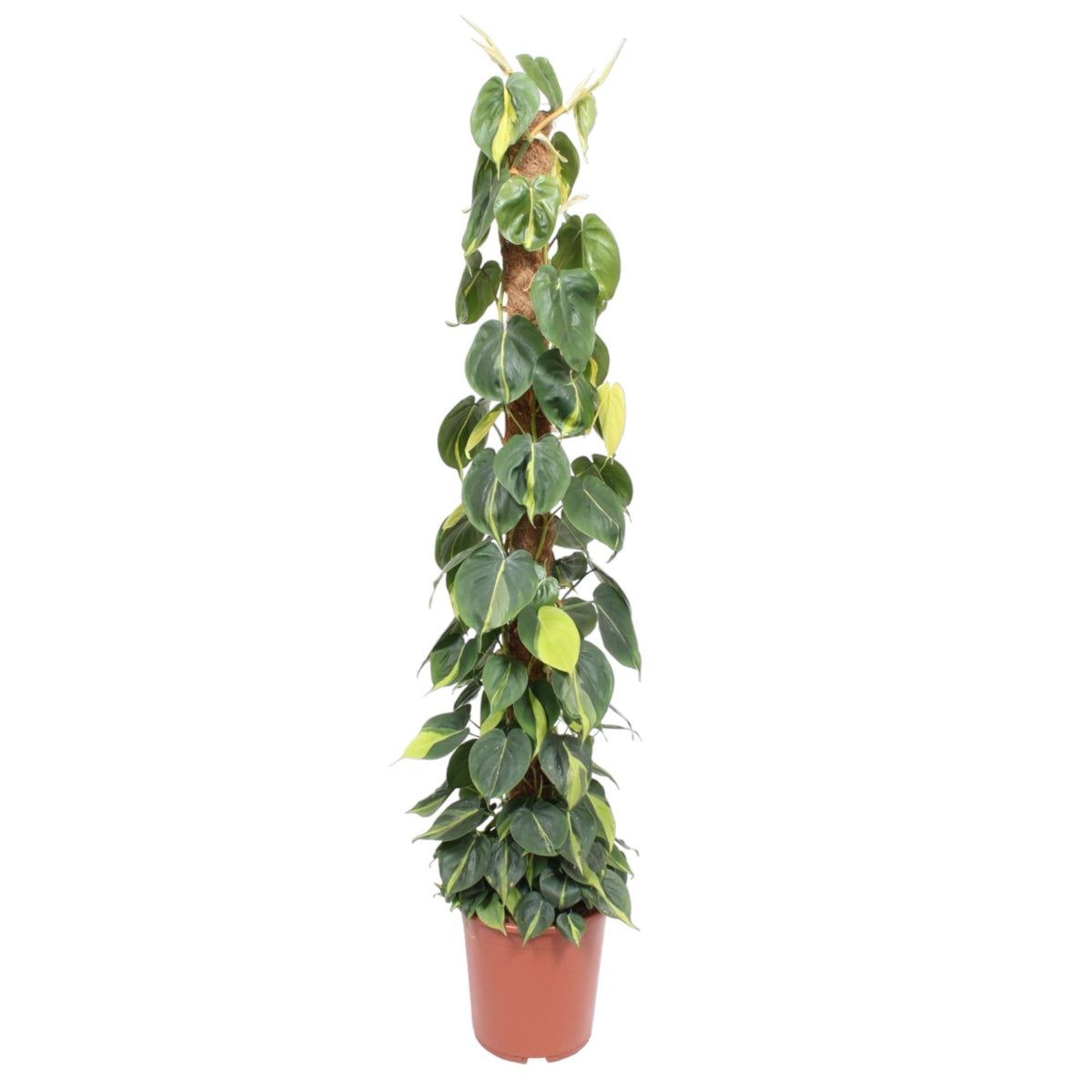 Philodendron scandens Brasil – Ø27 cm, 150 cm hoog