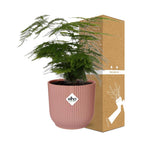 Asparagus Setaceus ‘Plumosus’ in ELHO Vibes Fold 14cm roze (asparagusvaren) – 35 cm hoog