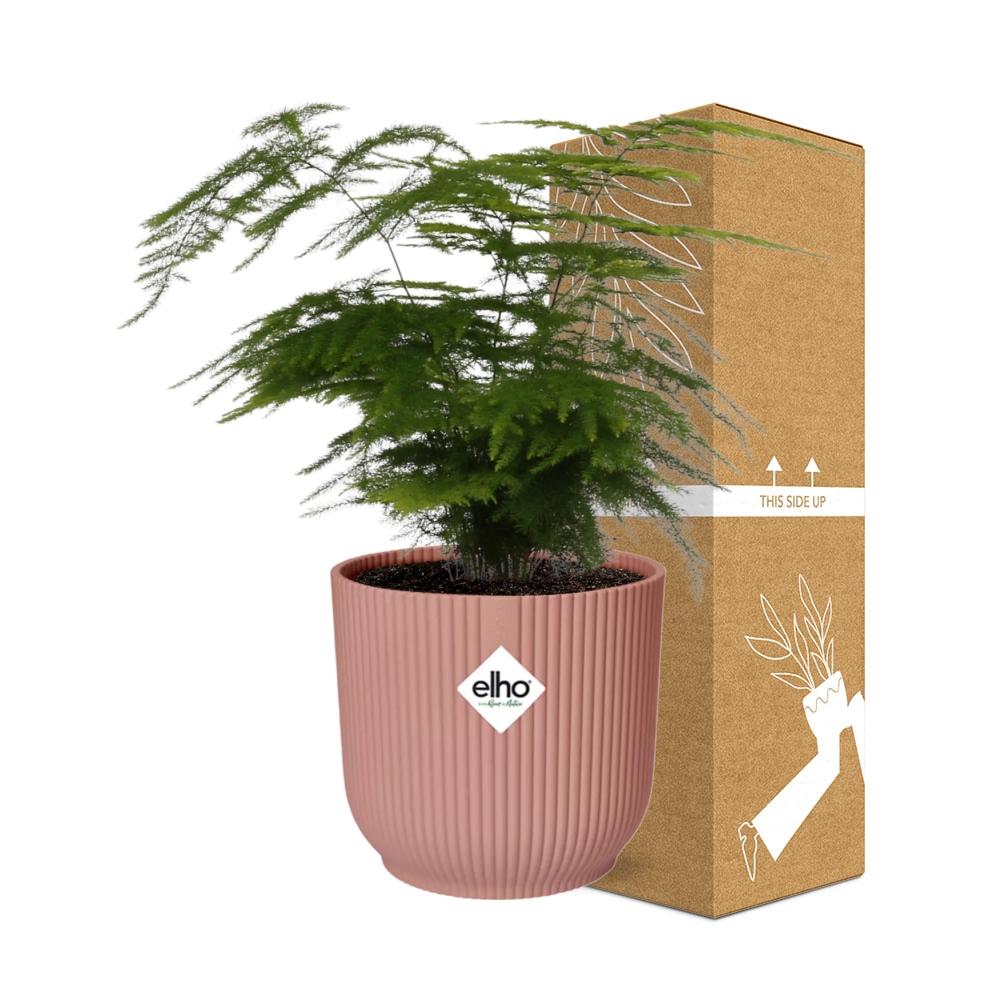 Asparagus Setaceus ‘Plumosus’ in ELHO Vibes Fold 14cm roze (asparagusvaren) – 35 cm hoog – foto 4