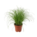Cyperus alternifolius Zumula (jonc cyperus) – Ø12 cm, 28 cm de haut