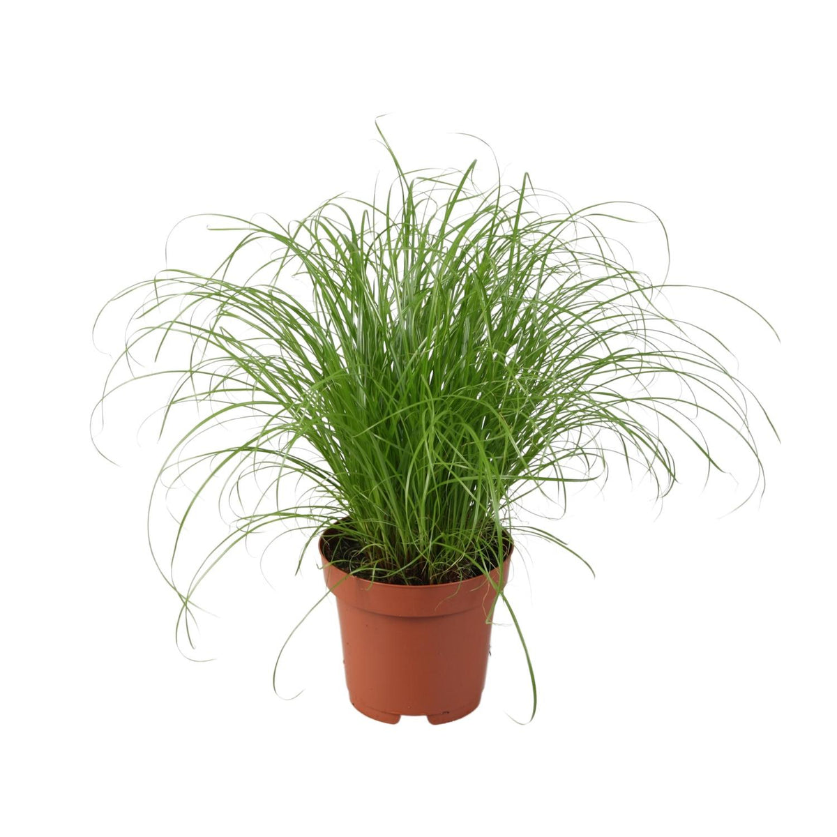 Cyperus alternifolius Zumula (jonc cyperus) – Ø12 cm, 28 cm de haut
