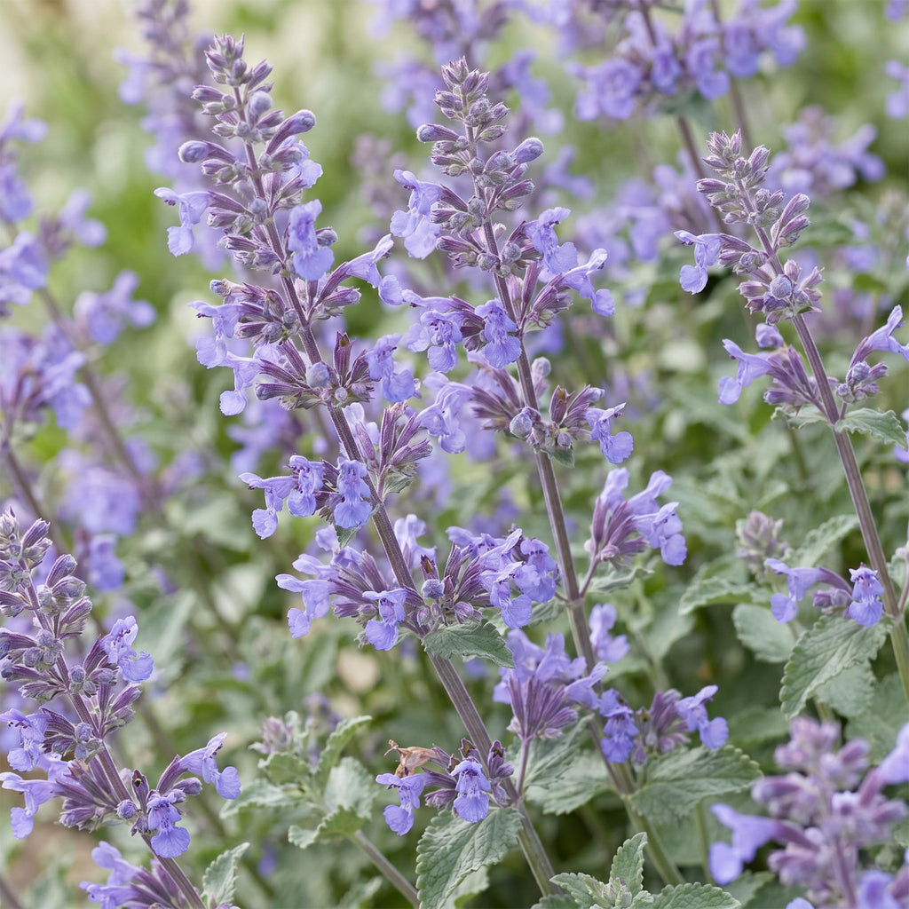 Nepeta faassenii 'Walker’s Low' (Katzenminze) – blau – 3 Pflanzen, Ø 11 cm, 15–25 cm hoch – Bild 5