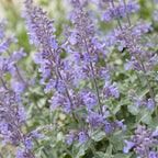 Nepeta faassenii 'Walker’s Low' (Katzenminze) – blau – 3 Pflanzen, Ø 11 cm, 15–25 cm hoch