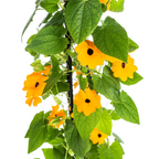 Thunbergia alata 'Sunny Susy New Orange' (black-eyed Susan) – 4 plants, Ø13 cm, 60 cm high