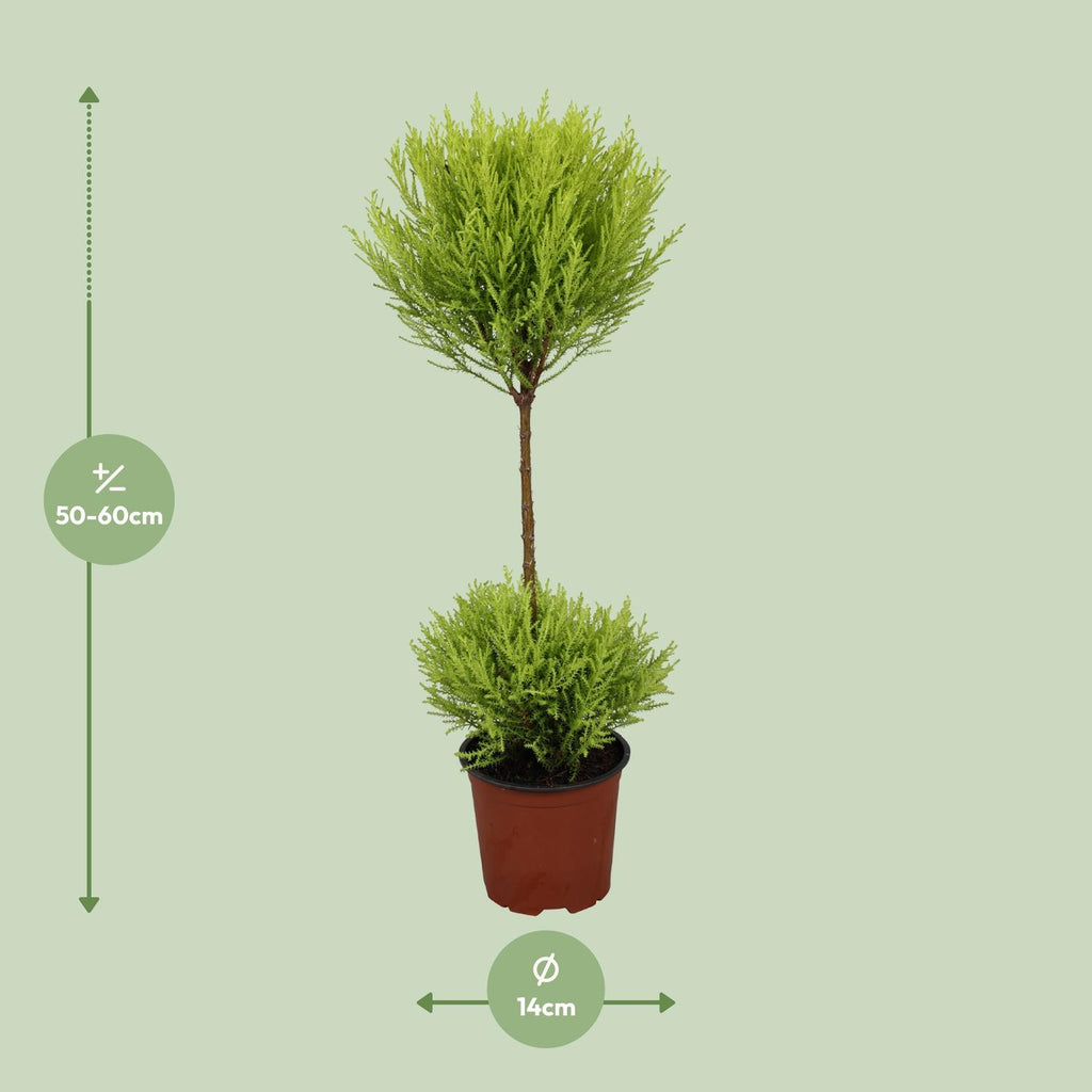 Cupressus Goldcrest Wilma (cyprès d'intérieur) – Ø14 cm, 60 cm de haut – photo 2