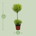 Cupressus Goldcrest Wilma (cyprès d'intérieur) – Ø14 cm, 60 cm de haut