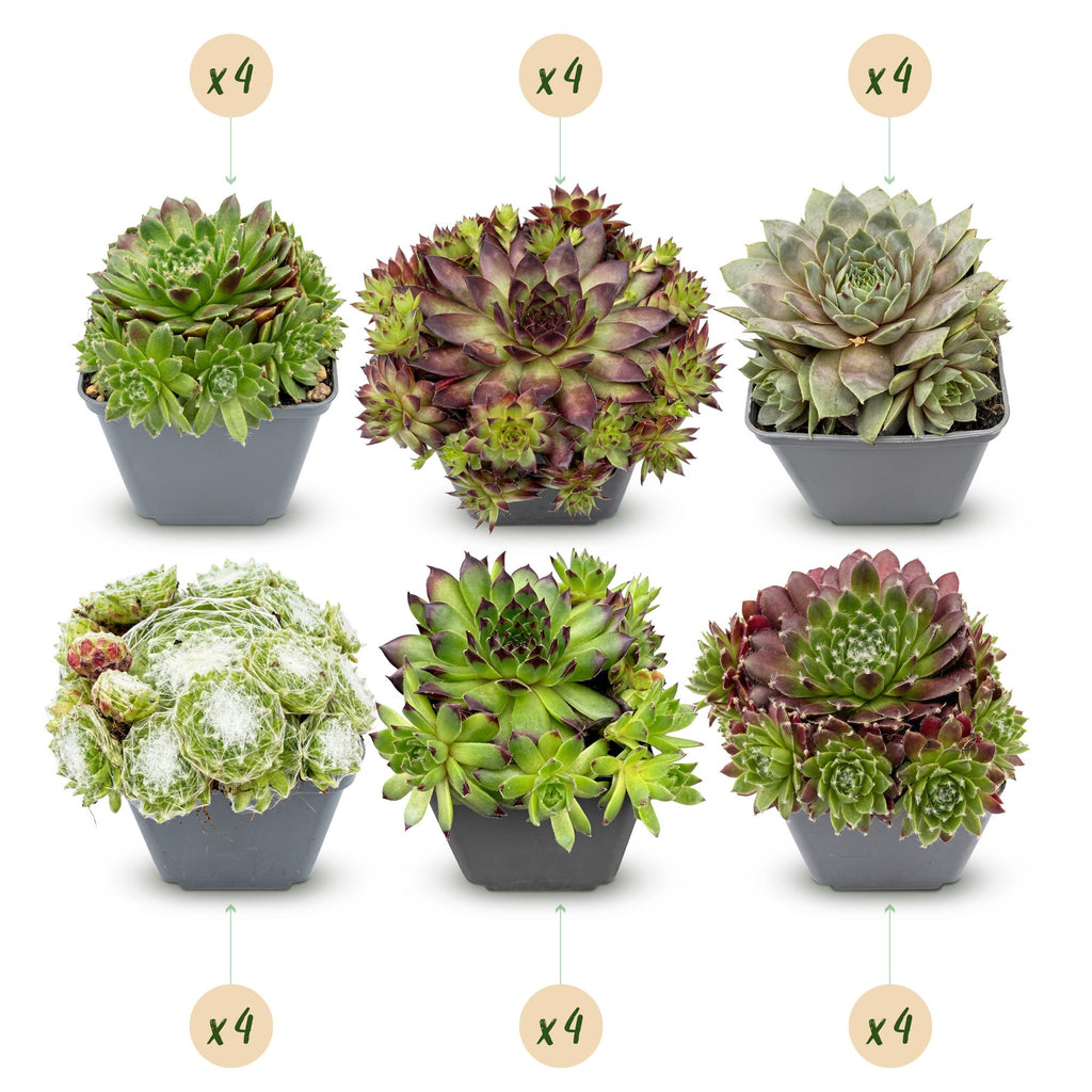 Sempervivum 'Big Sam' (joubarbe) – 24 plantes, Ø7 cm, 10–12 cm de haut