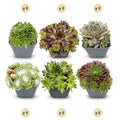Sempervivum 'Big Sam' (joubarbe) – 24 plantes, Ø7 cm, 10–12 cm de haut