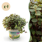 4× Callisia repens – Ø12 cm, 17–20 cm de haut
