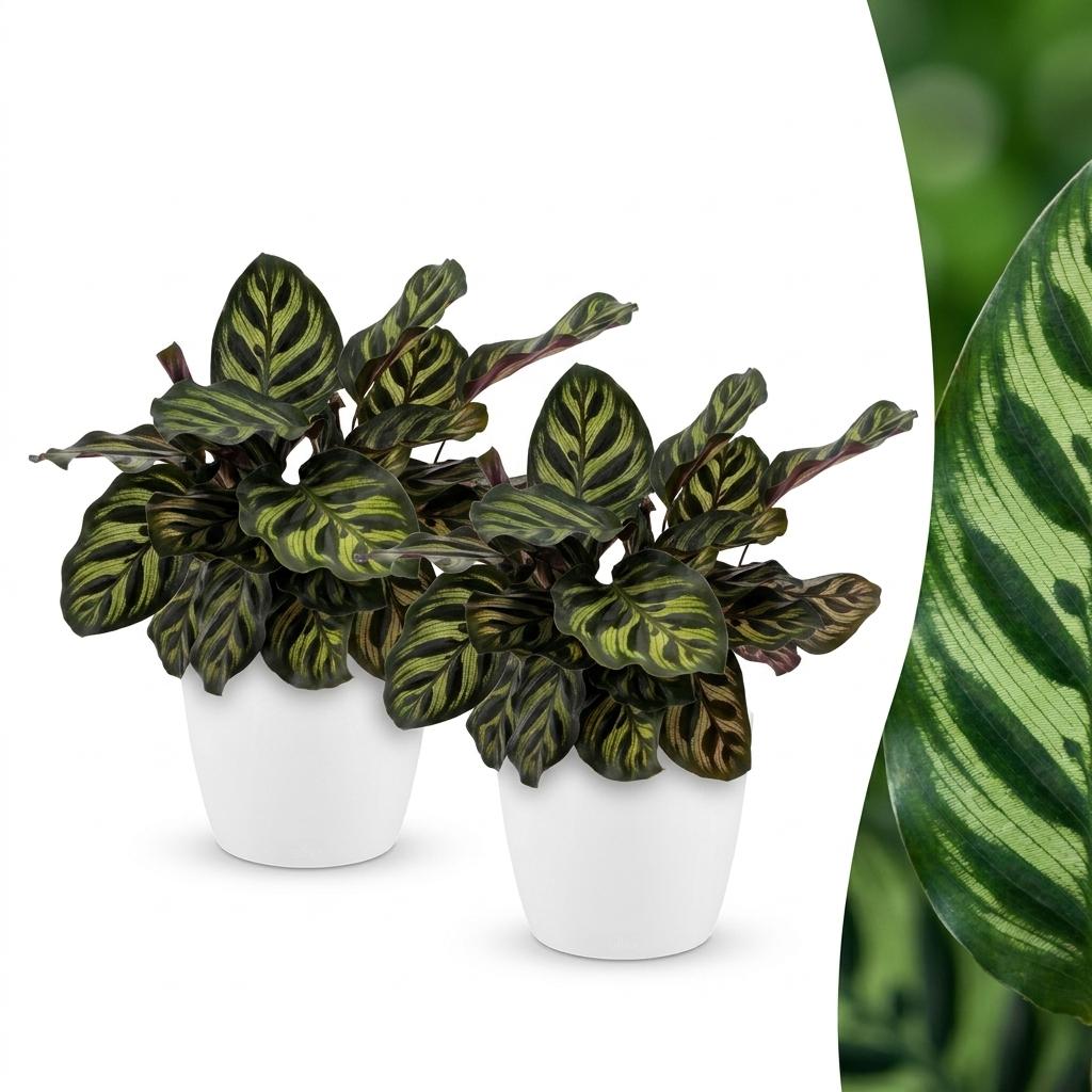 2× Calathea makoyana in Potter-sierpot wit – Ø12 cm, 25 cm hoog
