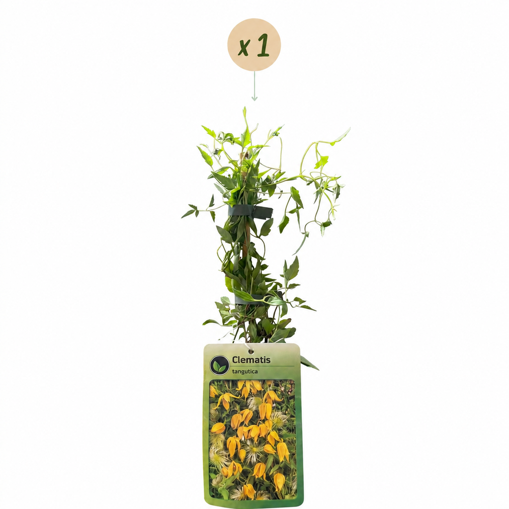 Clematis tangutica (Chinesische Waldrebe) – gelb – Ø9 cm, 35 cm hoch – Bild 2