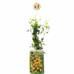 Clematis tangutica (Chinesische Waldrebe) – gelb – Ø9 cm, 35 cm hoch
