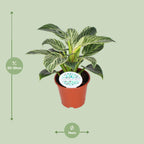 Philodendron Birkin – Ø14 cm, 25 cm høj