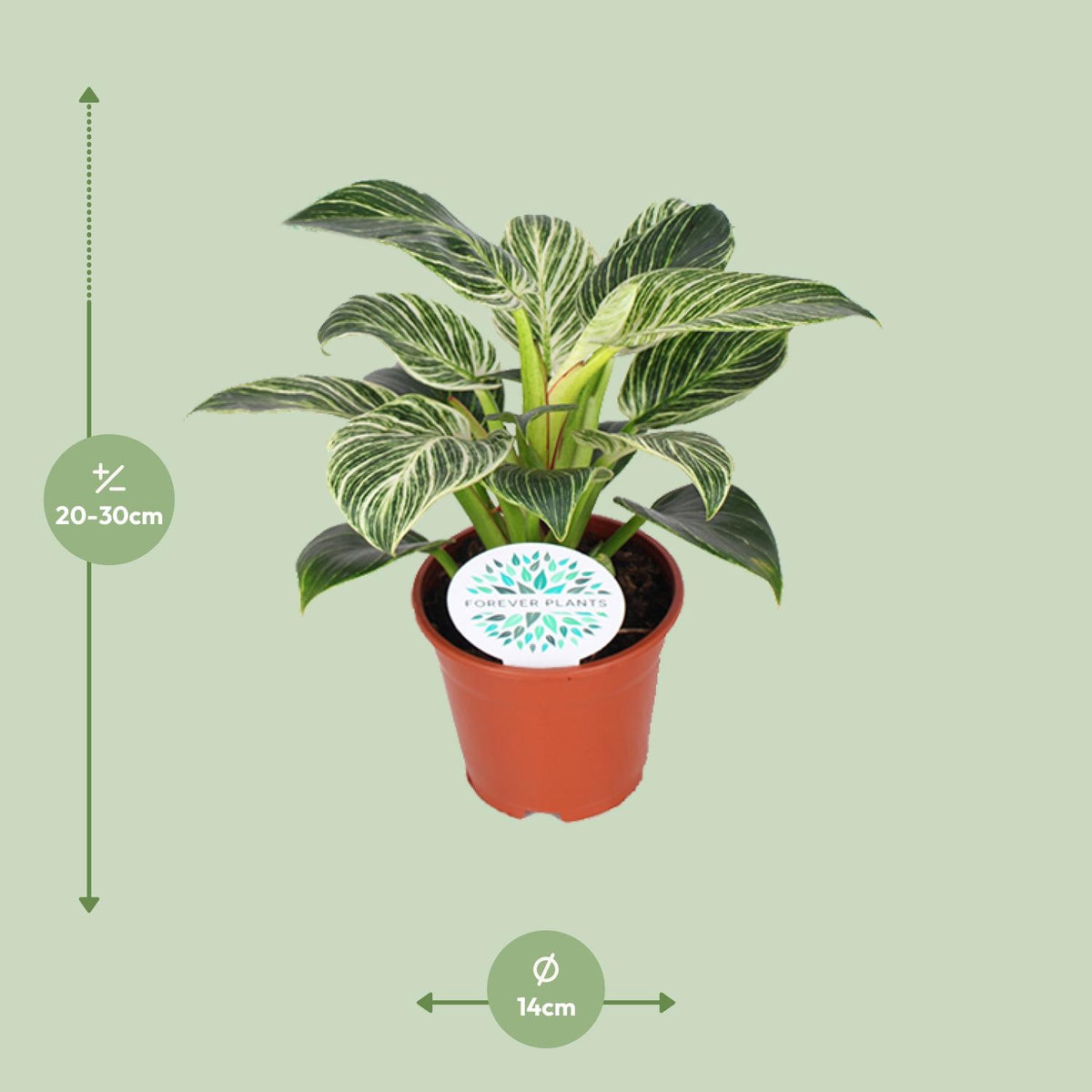 Philodendron Birkin – Ø14 cm, 25 cm høj
