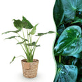 Alocasia Cucullata (Elefantenohr) mit Korb – Ø 21 cm, 65–70 cm hoch